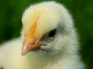 close up of a chick