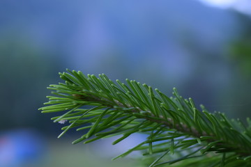 green fir branch against the blue sky