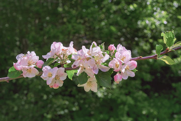 appletree  blossom