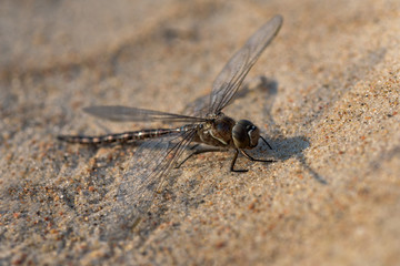 Dragonfly