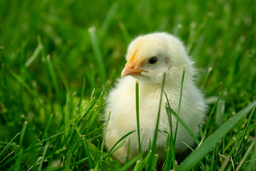 little chicken in grass