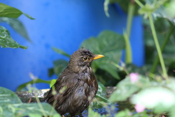 Amselweibchen beim baden