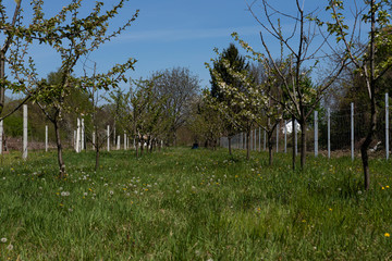 Blooming trees in orchard. Flowering concept in spring