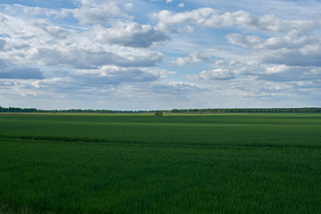green field and blue sky