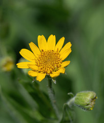 Close view of yellow Arnica(Arnica Montana) herb blossom.Shallow depth of field