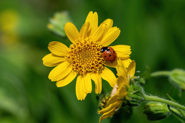 Close view of yellow Arnica(Arnica Montana) herb blossom.Shallow depth of field