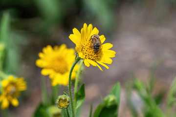 Close view of yellow Arnica(Arnica Montana) herb blossom.Shallow depth of field