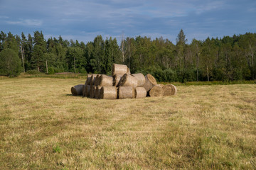 hay bales in the field