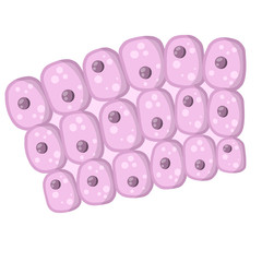 Cell of human organism. Cartoon flat illustration. Skin system. Biology and Microbiology. Layer of epidermis. Scientific material for education