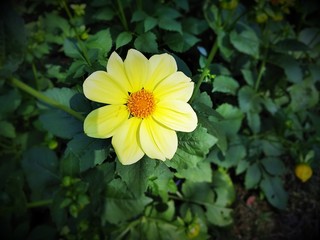 yellow flower in the garden