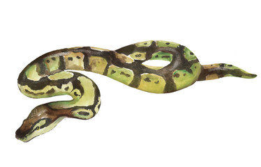 Naklejka premium Watercolor illustration of a snake, python, pet, reptile.
