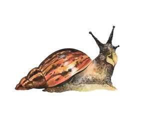 Watercolor illustration of an Achatina snail, pet
