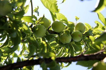 green fruit on a tree