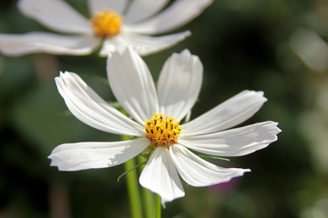 Obraz premium white Cosmea flower