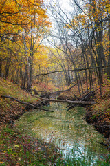 A small ravine in a quiet autumn forest, filled with water.