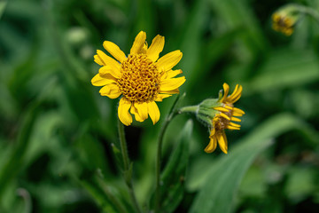 Close view of yellow Arnica(Arnica Montana) herb blossom.Shallow depth of field