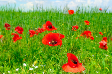 Red poppies on green field. Shallow depth of field.