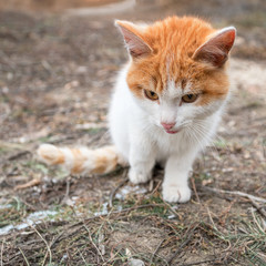 Naklejka na ściany i meble Portrait of a red and white kitten sitting in front of the camera