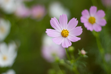 Fototapeta premium pink cosmos