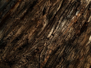 Tree bark texture