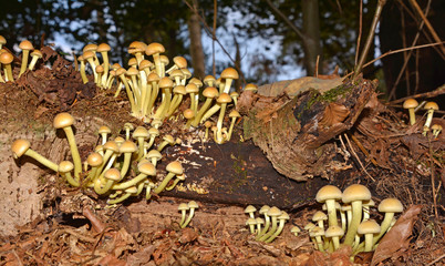 Colony of mushrooms, Hypholoma capnoides, on a rotting tree stump
