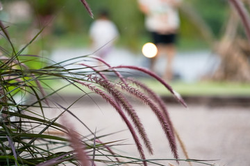 Selective focus on grass flowers grow in the meadow in outdoor garden with blurred people exercising in background