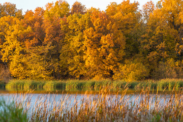 Beautiful autumn orange-yellow forest on the shore of the lake in Sunny weather