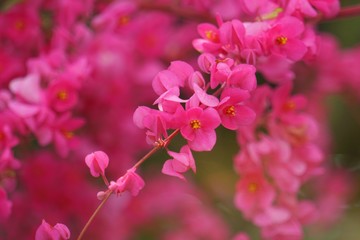 Abstract​ background​ beautiful​ flowers​ with sunlight in the garden​. Blur focus. Soft focus