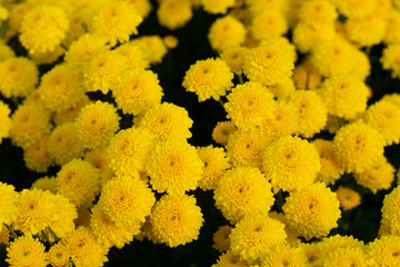 Chrysanthemums bloom in the autumn garden.