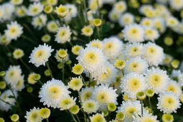 Fototapeta premium Chrysanthemums bloom in the autumn garden.