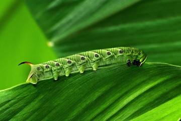green caterpillar on a leaf