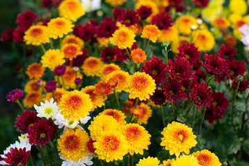 Chrysanthemums bloom in the autumn garden.