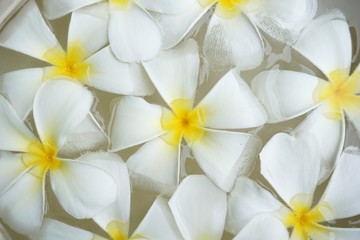 Beautiful​ background​ of white frangipani flowers floating in the water.