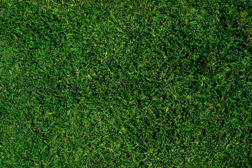 Green grass texture in the yard. Luxury villa garden. Textured grass wallpaper background. Top view from above