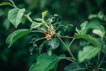 Young fruit apples after blossom in garden. Young apple buds primordium. Young apple at fruitlet stage. Fruit set and green leaves with dark background