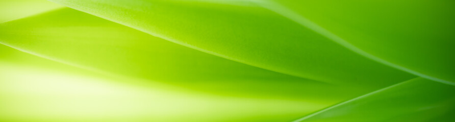 Nature of green leaf in garden at summer. Natural green leaves plants using as spring background cover page greenery environment ecology wallpaper