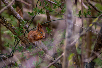 Naklejka na ściany i meble squirrel in Lithuanian woods