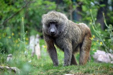 Baboon Monkey Papio Anubis in Nature