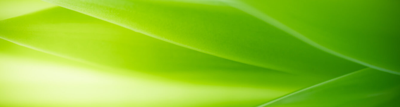 Nature of green leaf in garden at summer. Natural green leaves plants using as spring background cover page greenery environment ecology wallpaper