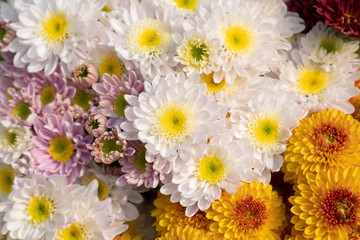 Fototapeta premium Chrysanthemums bloom in the autumn garden.