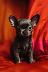 Chihuahua puppy sitting on a sofa against the background of red pillows