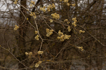 willow buds in spring