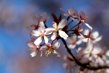Cherry tree flowers