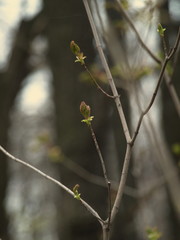 Blooming buds in spring