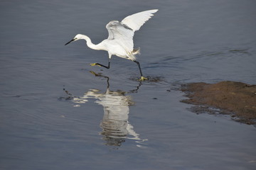 An Indian Egret is on move to catch a fish