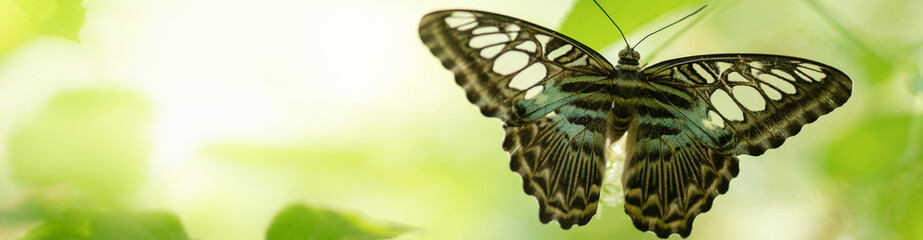 Nature of butterfly and flower in garden using as background butterflies day cover page or banner...