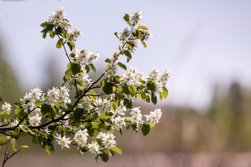 white flowers on a summer flowering tree in the garden
