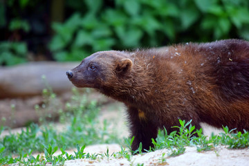 Siberian Wolverine Portrait in Nature
