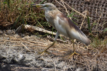 A Heron bird is standing on the banks of river and is looking around