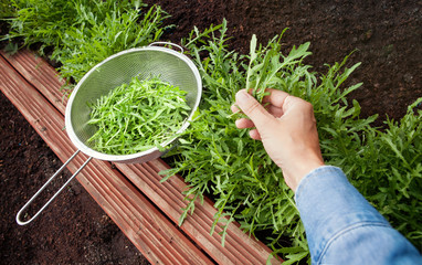 Woman harvesting arugula leaves plant growing in the garden